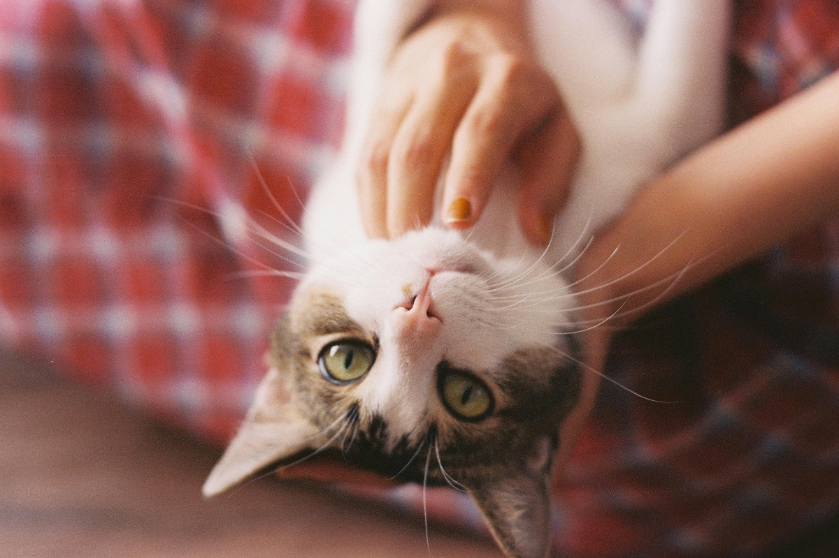 Pisica, in bratele stapanei