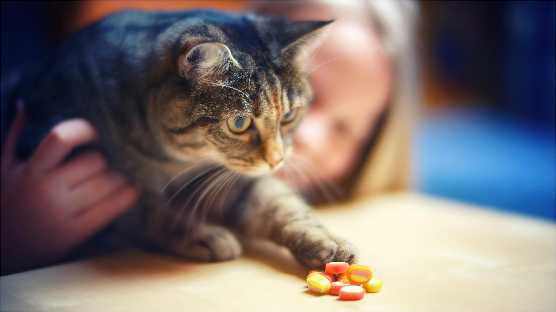 O pisică întinde lăbuța spre câteva pastile.