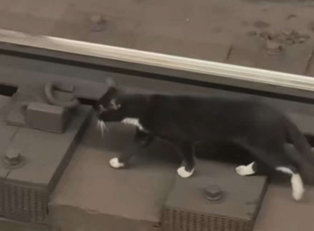 Pisică pe șinele de metrou