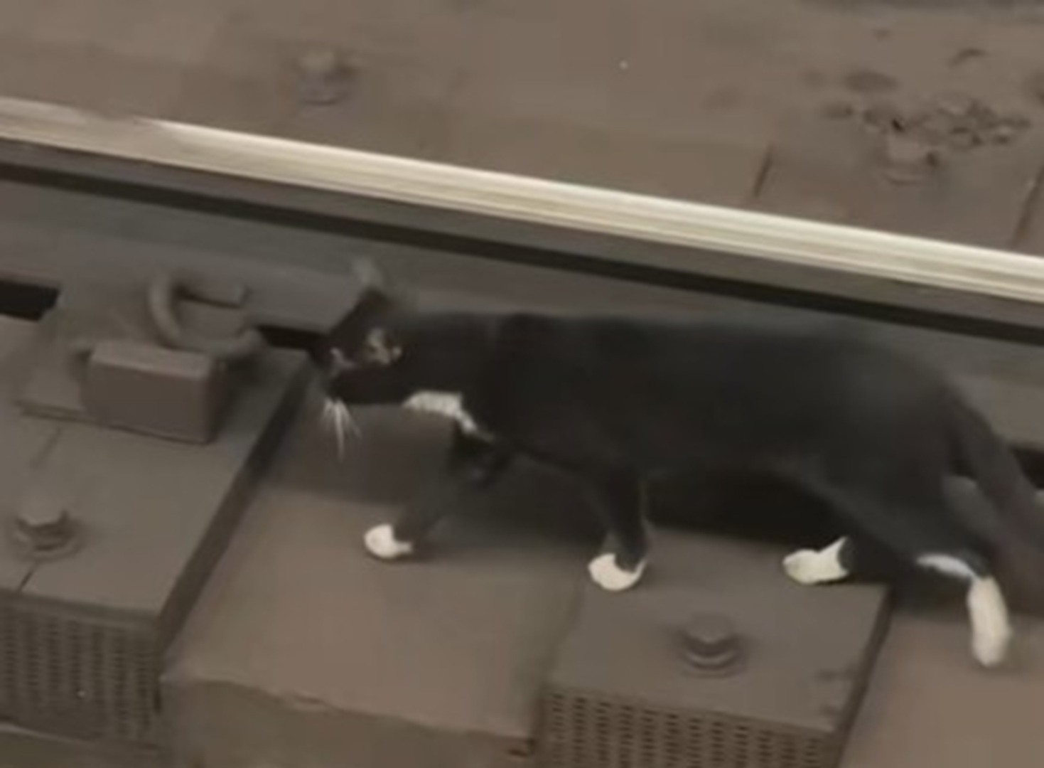 Pisică pe șinele de metrou