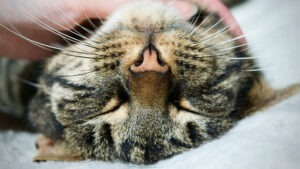 O pisică stă pe spate, cu ochii închiși și cu nasul spre aparatul foro.