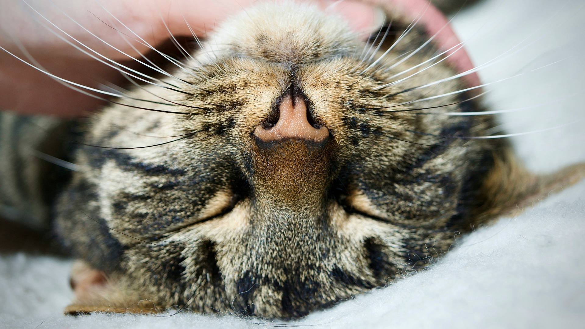 O pisică stă pe spate, cu ochii închiși și cu nasul spre aparatul foro.