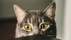 O psică se uită cu atenție la aparatul de fotografiat.