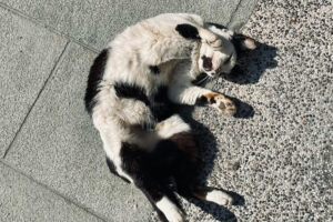 O pisică stând în soare