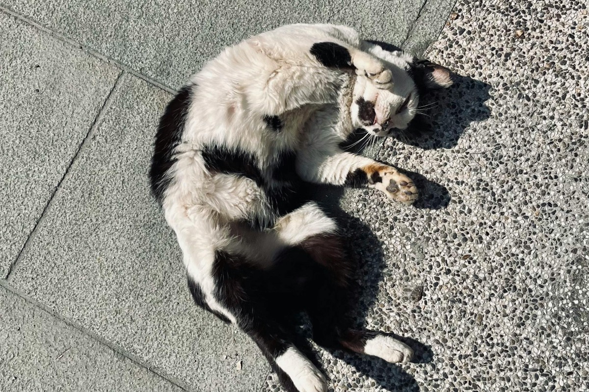 O pisică stând în soare