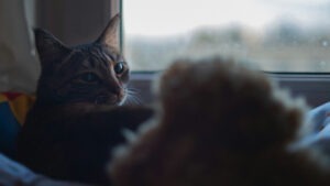 O pisică tristă stă lângă o fereastră.