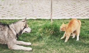 O pisică și un câine stau în iarbă și se privesc