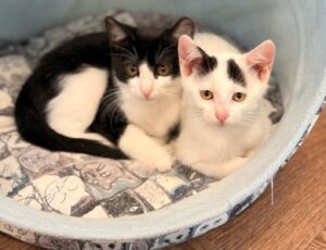 două pisici într-un coș