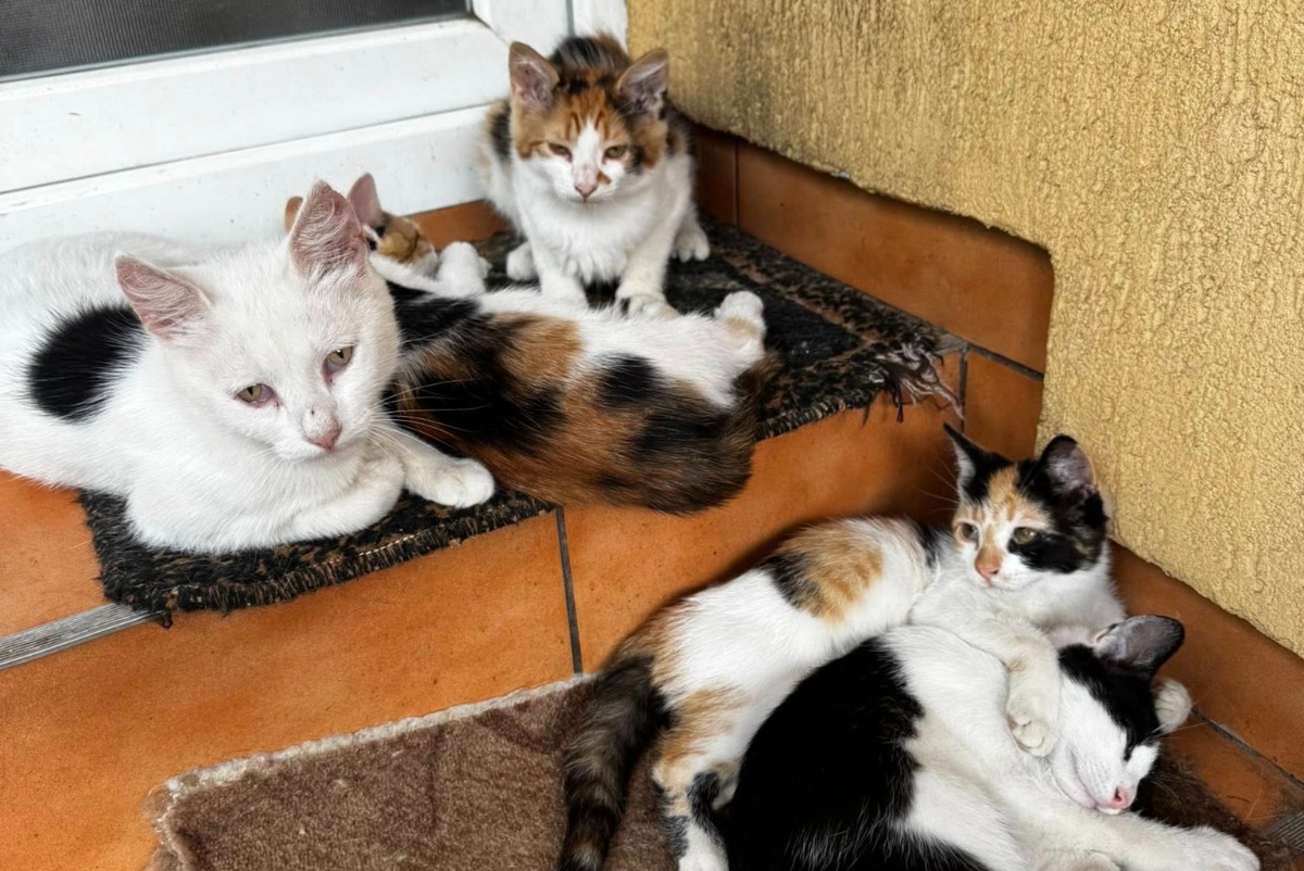 Pui de pisica abandonati alaturi de mama lor