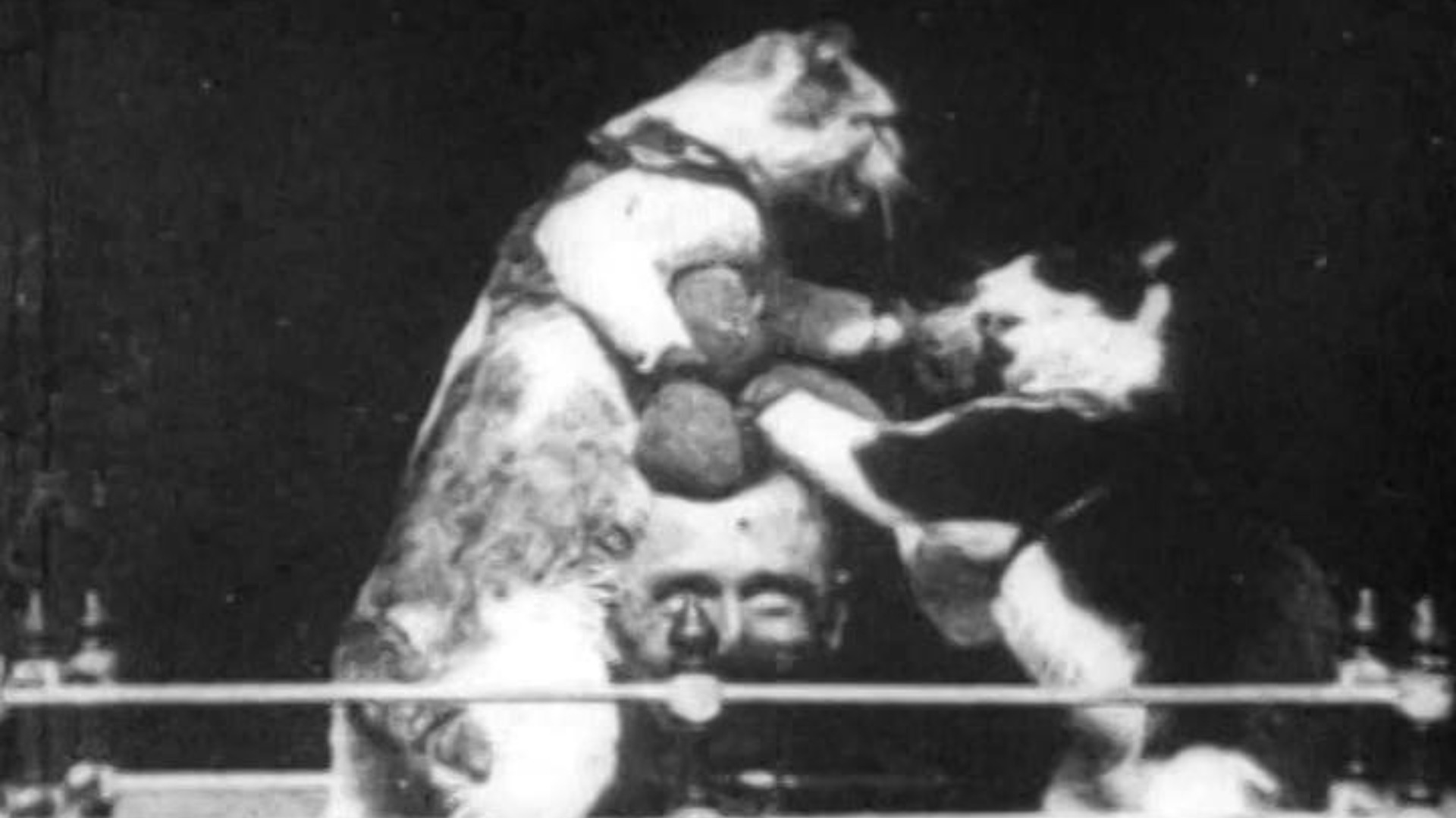 Pisici care boxează, primul video cu pisici din istorie.