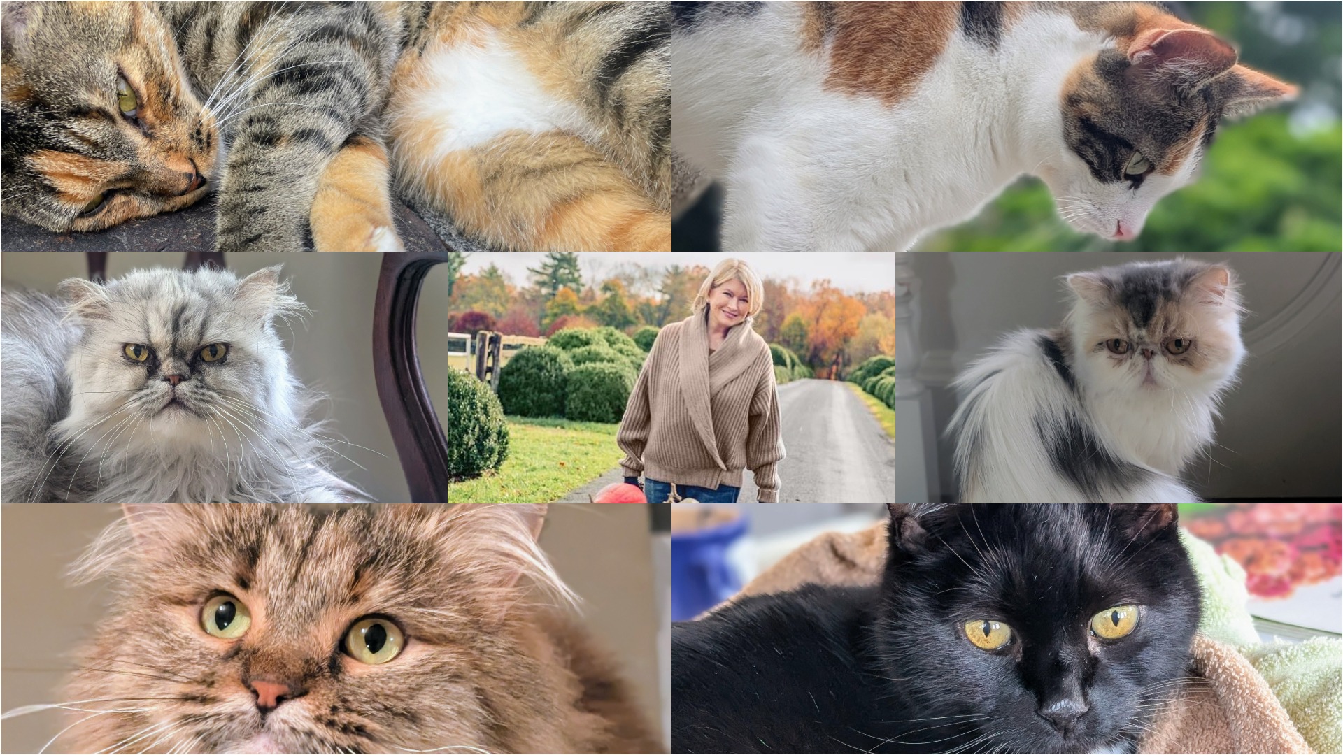 Colaj foto cu Martha Stewart și cele 6 pisici ale sale.