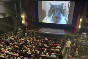 pisica in cinematograf