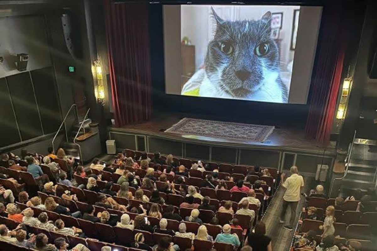 pisica in cinematograf