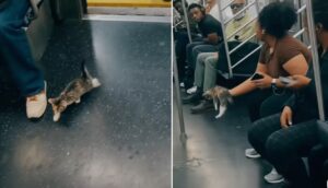 o pisicuta in metrou