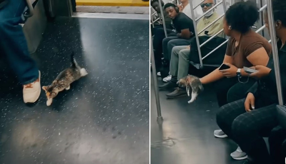 o pisicuta in metrou