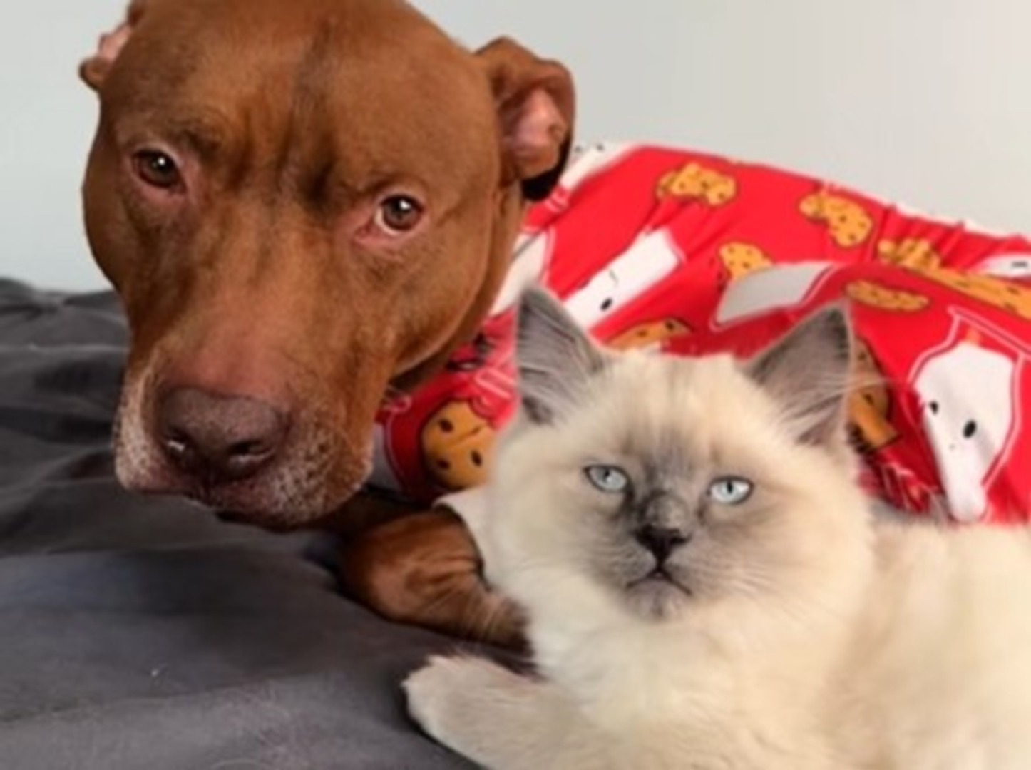 Un câine Pit Bull și o pisică