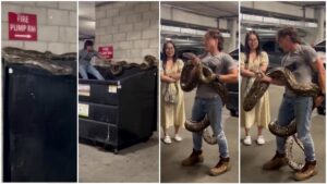 piton de sase metri salvat din container