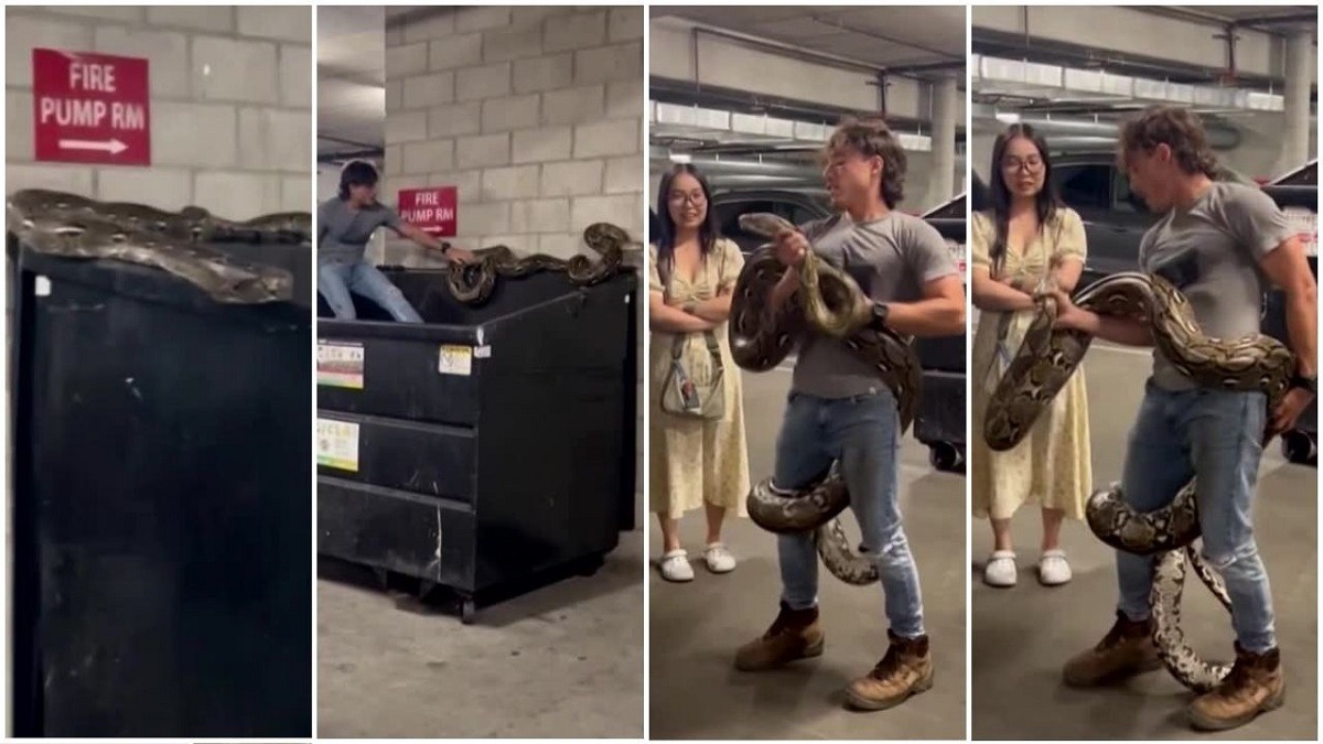 piton de sase metri salvat din container