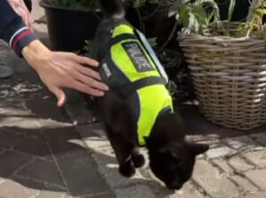 Pisică neagră îmbrăcată cu o vestă inscripțională cu Police