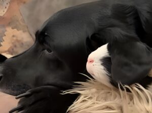 Porcușor de Guineea și câine negru