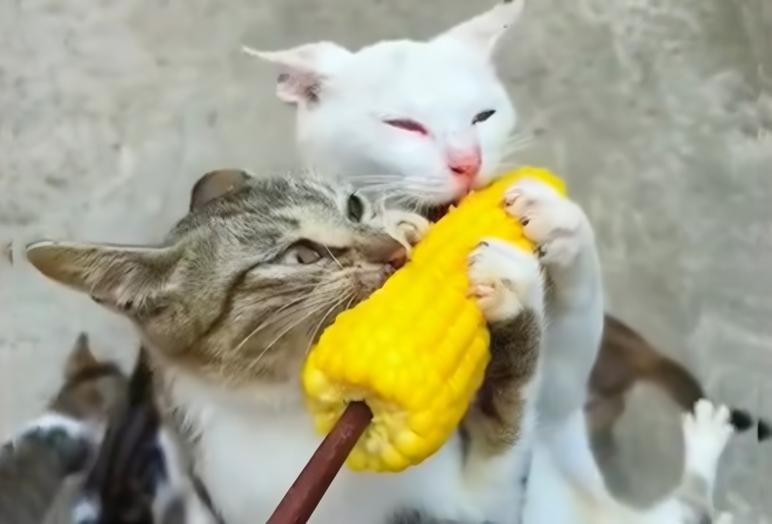 Două pisici agățate de un porumb fiert