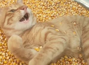 Un motan portocaliu se joacă într-un vas cu boabe de porumb