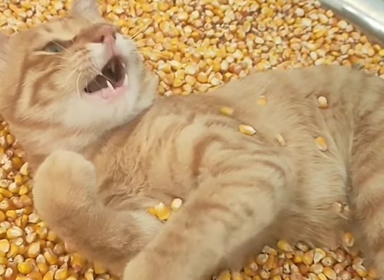 Un motan portocaliu se joacă într-un vas cu boabe de porumb