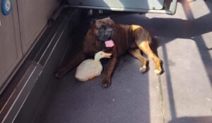 cainele si ratusca in autobuz