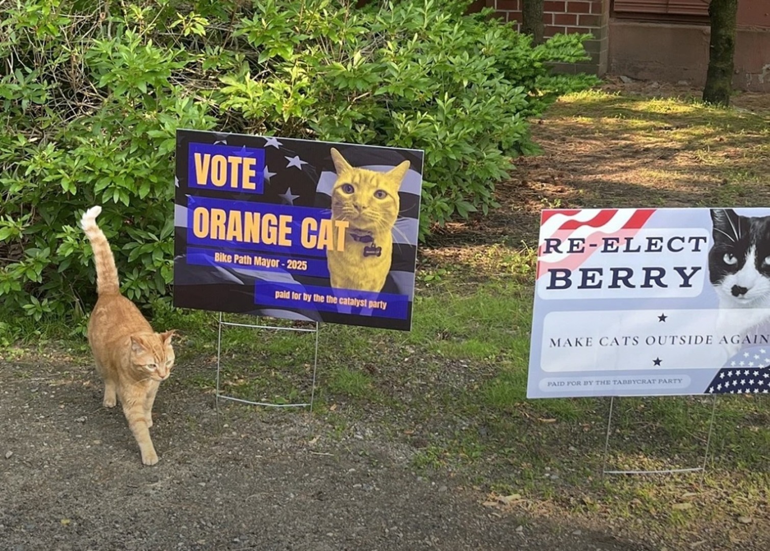 Pisică portocalie în fața unor afișe