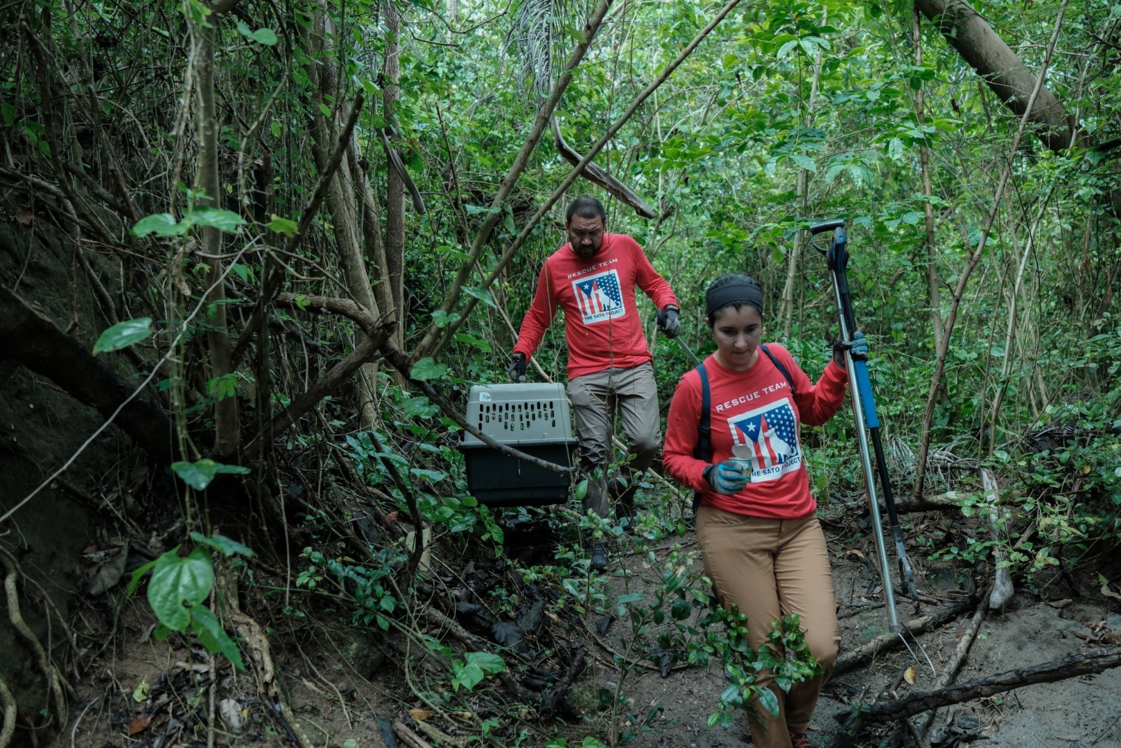 Doi soți caută animale abandonate în jungla din Puerto Rico