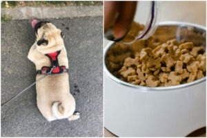 Colaj cu Asha, o catelusa pug, si un castron cu recompense pentru caini