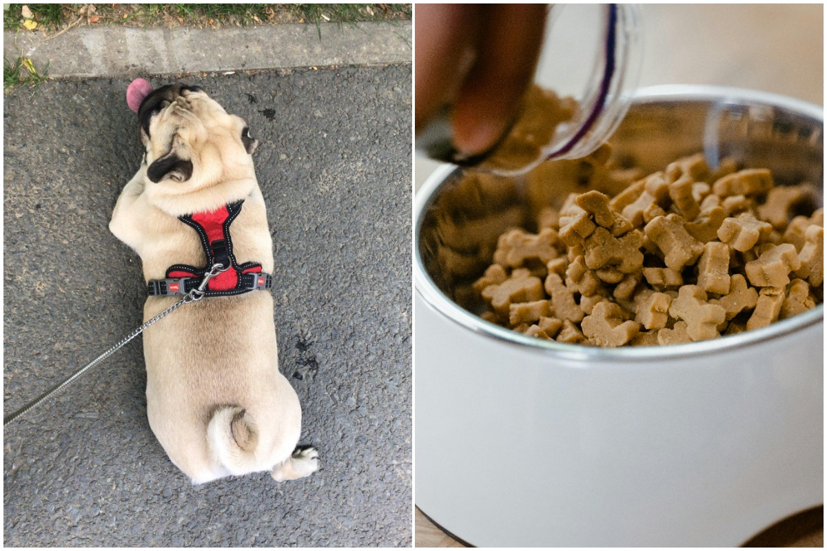 Colaj cu Asha, o catelusa pug, si un castron cu recompense pentru caini