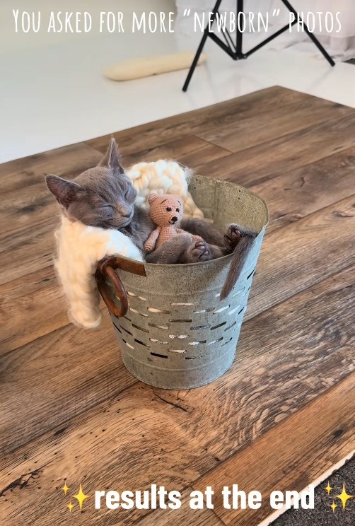 Un pui de pisică participă la o sesiune foto organizată de un fotograf de bebeluși.