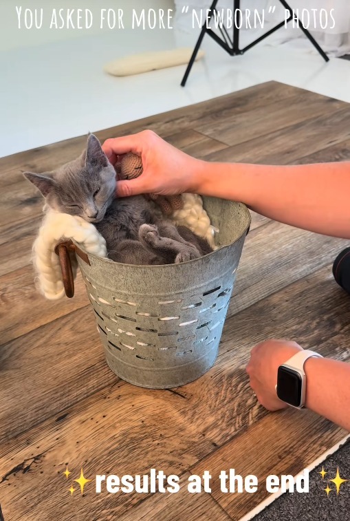 Un pui de pisică participă la o sesiune foto organizată de un fotograf de bebeluși.