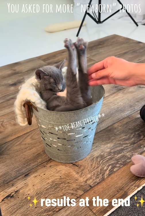 Un pui de pisică participă la o sesiune foto organizată de un fotograf de bebeluși.