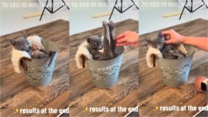 Un pui de pisică participă la o sesiune foto organizată de un fotograf de bebeluși.