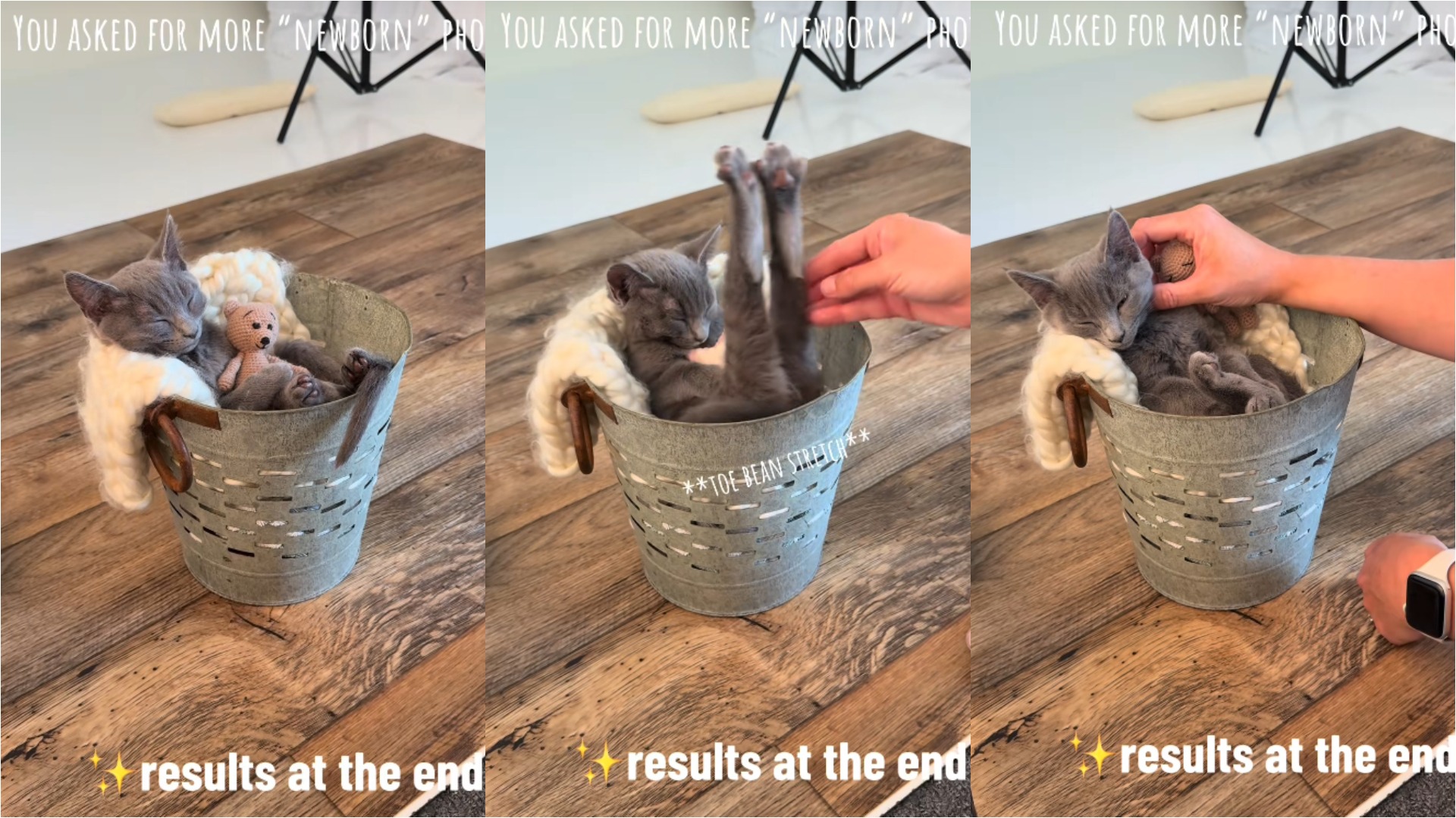 Un pui de pisică participă la o sesiune foto organizată de un fotograf de bebeluși.