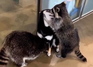 Doi ratoni se joacă cu un câine