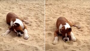 cainele mananca lamaie