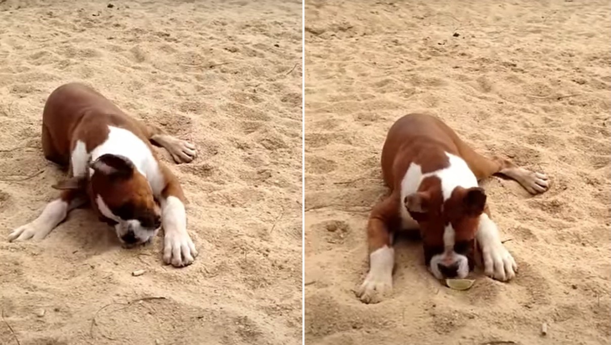 cainele mananca lamaie