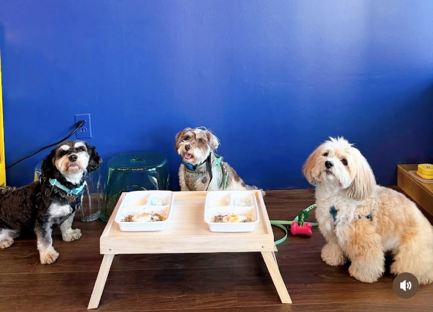 Trei căței stau în fața unei mese pe care sunt așezate caselore cu mâncare