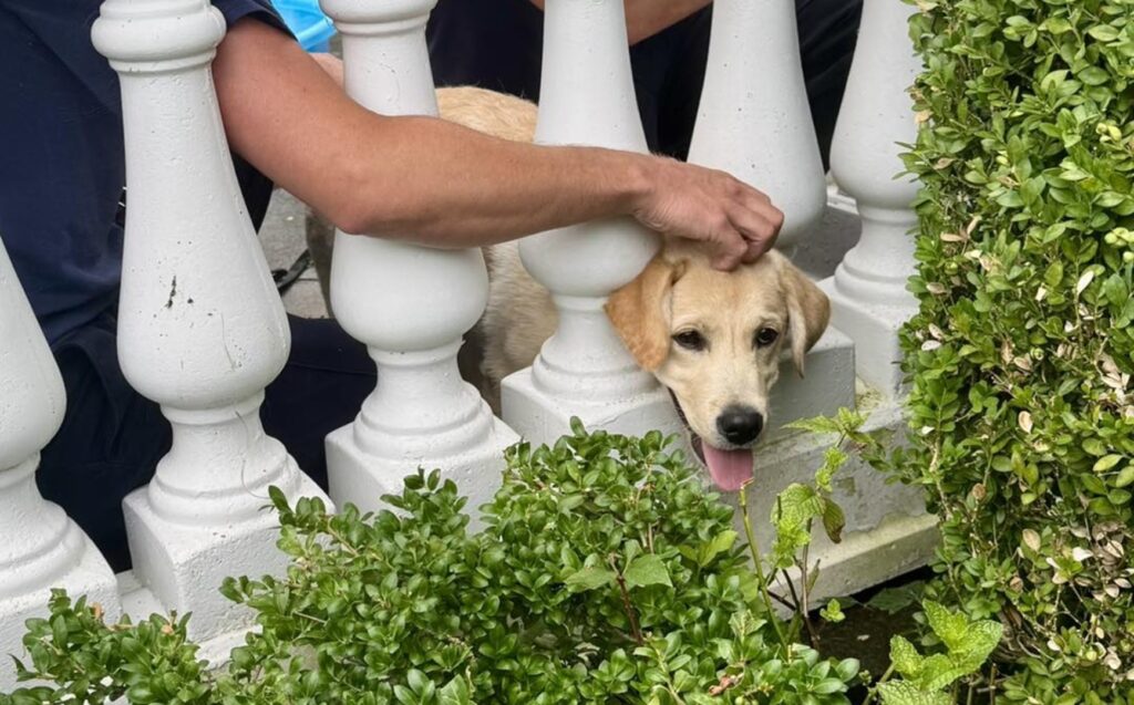 Un pompier încearcă să salveze un câine blocat între stâlpi de marmură