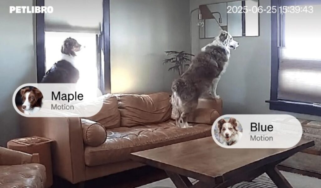 Doi câini într-o sufragerie