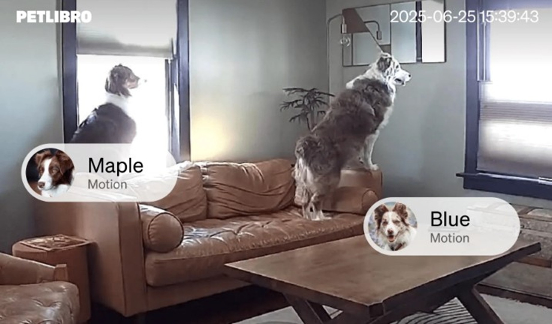 Doi câini într-o sufragerie