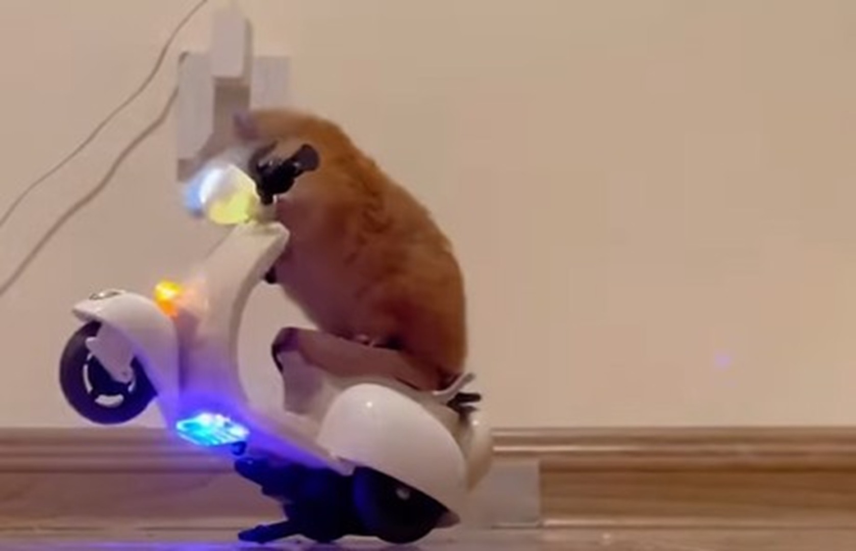 Hamster pe un scuter de jucărie