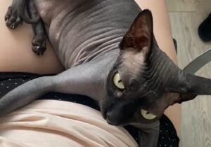 Pisică Sfinx așezată în poala unei femei