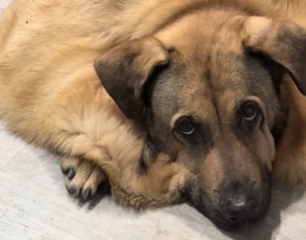 Câine cu sindromul Ehlers-Danlos