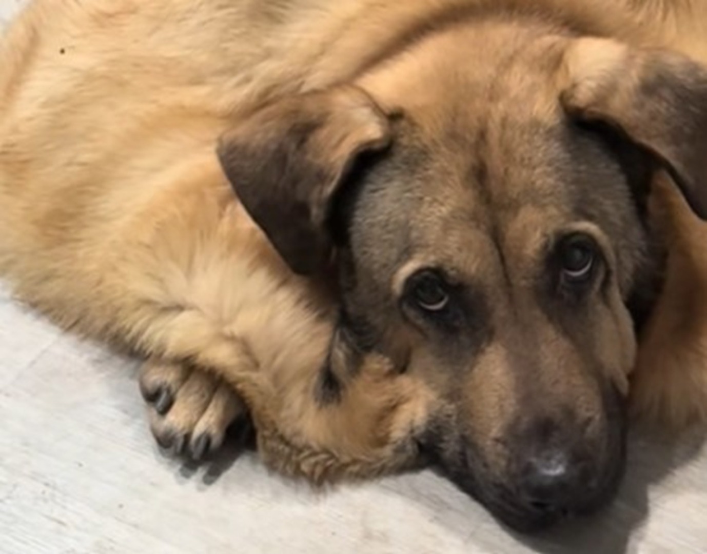 Câine cu sindromul Ehlers-Danlos