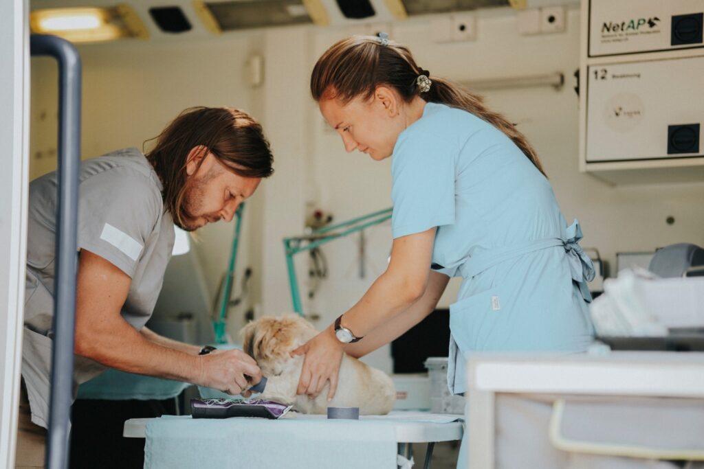 Doi medici veterinari sterilizează un câine