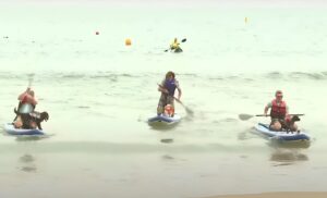 Câini pe placă de surf în mare, alături de stăpânii lor